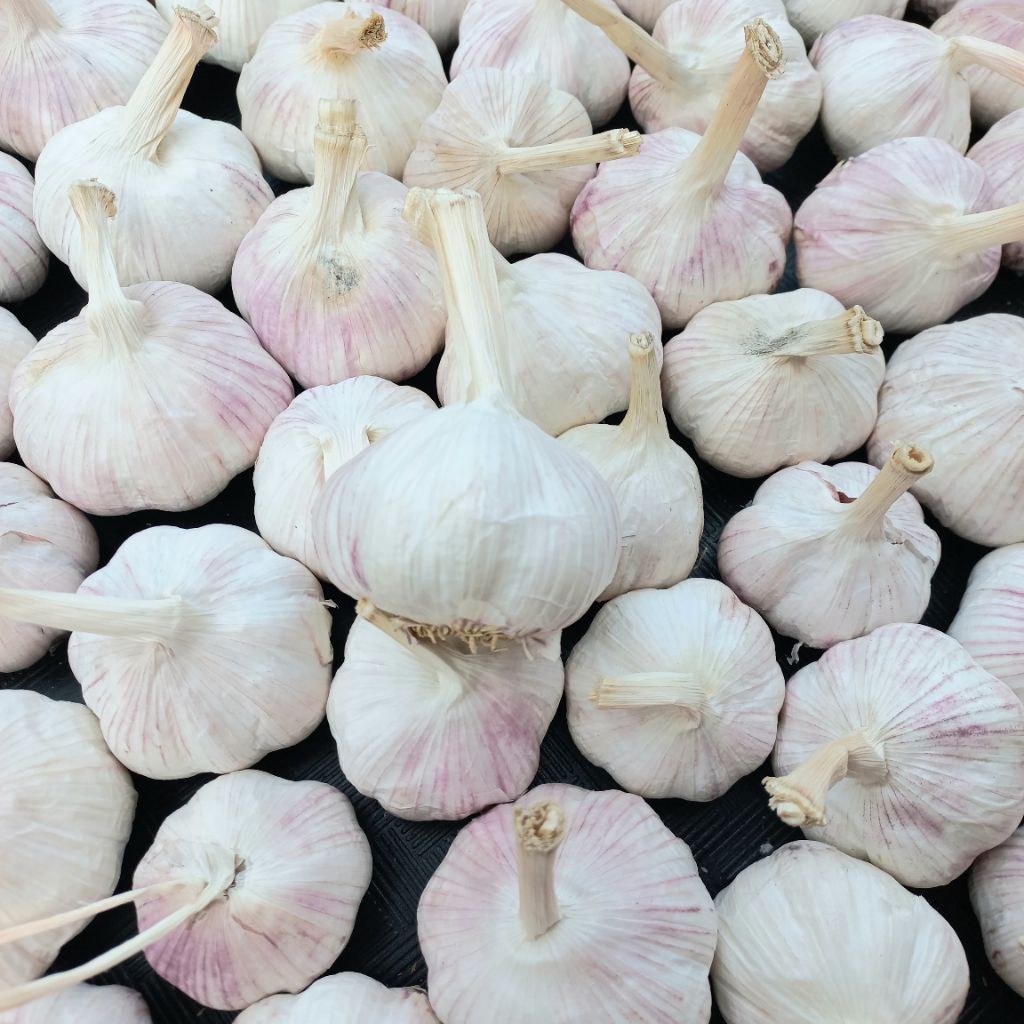 

Bawang Putih 1kg