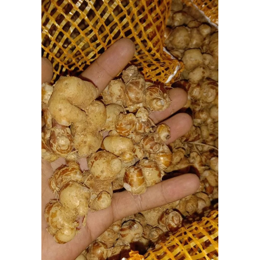 

Kencur seblak fresh 500gram-1kg