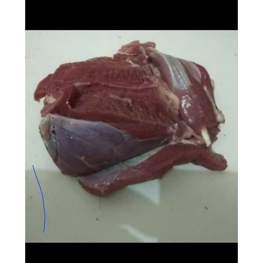 

daging kambing 1 kilo