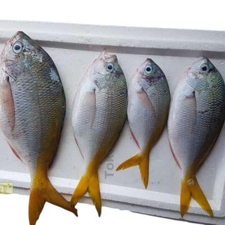 

Ikan Ekor Kuning Segar Ikan Ekor Kuning 1Kg