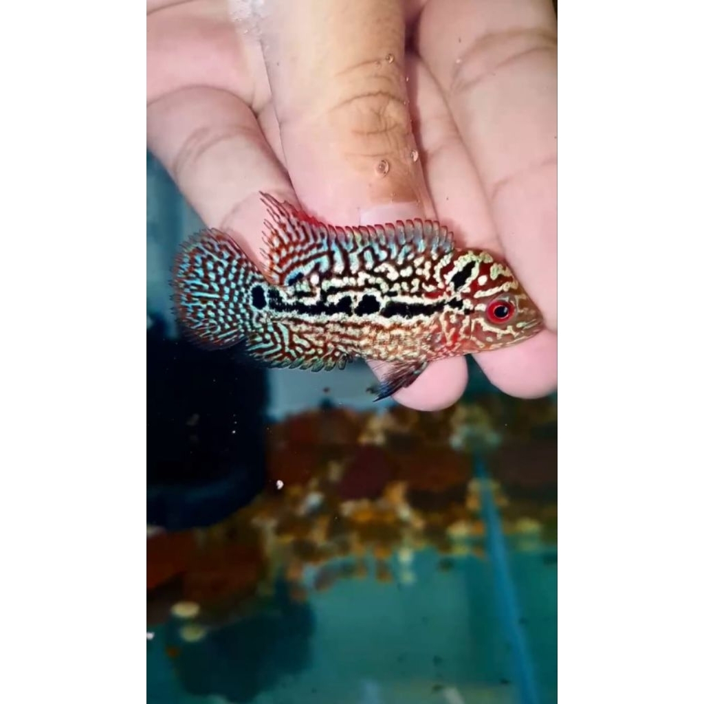 Ikan Lohan/ Louhan Super Red Kamfa F2 VVIP MALE import Thailand ukuran  -+ 5cm, garansi hidup sampai