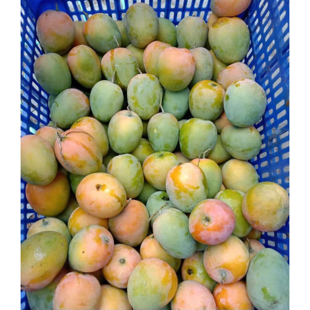 

mangga gedong gincu 1kg manis legit