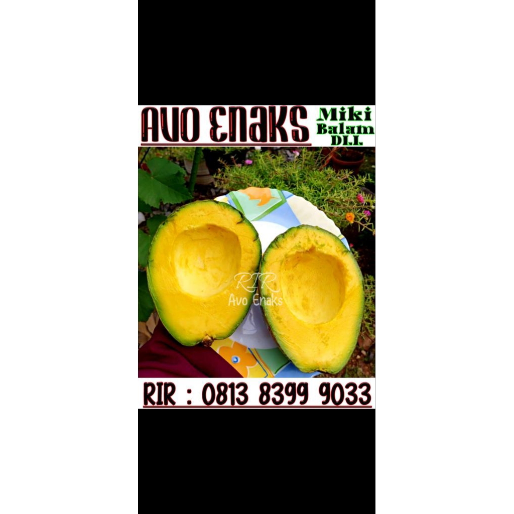 

Alpukat Mentega Miki Juara