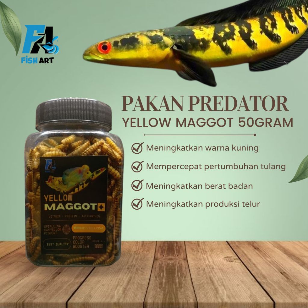 YELLOW MAGGOT GRADE A 50gram | PAKAN PREDATOR CHANNA YS