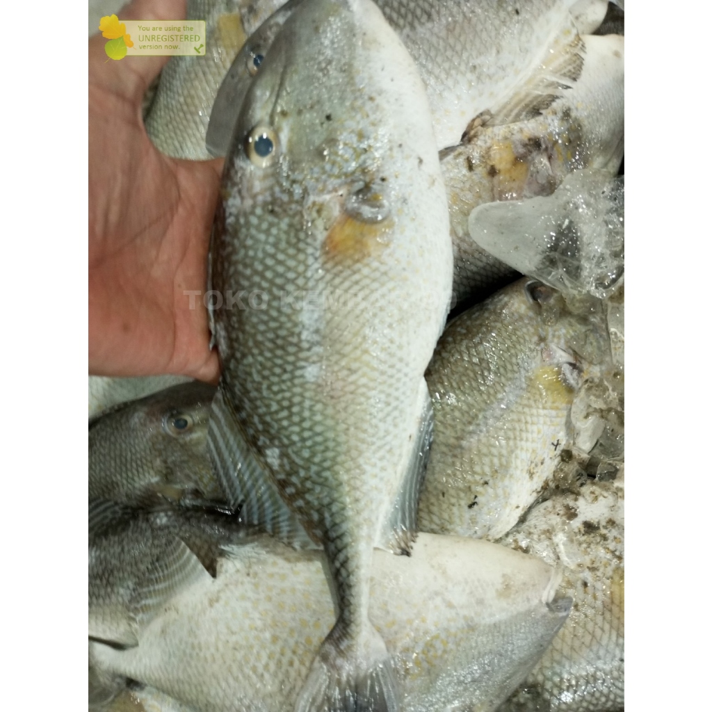 

Ikan Etong Ikan Pogot Ikan Ayam Ayam Segar 1Kg