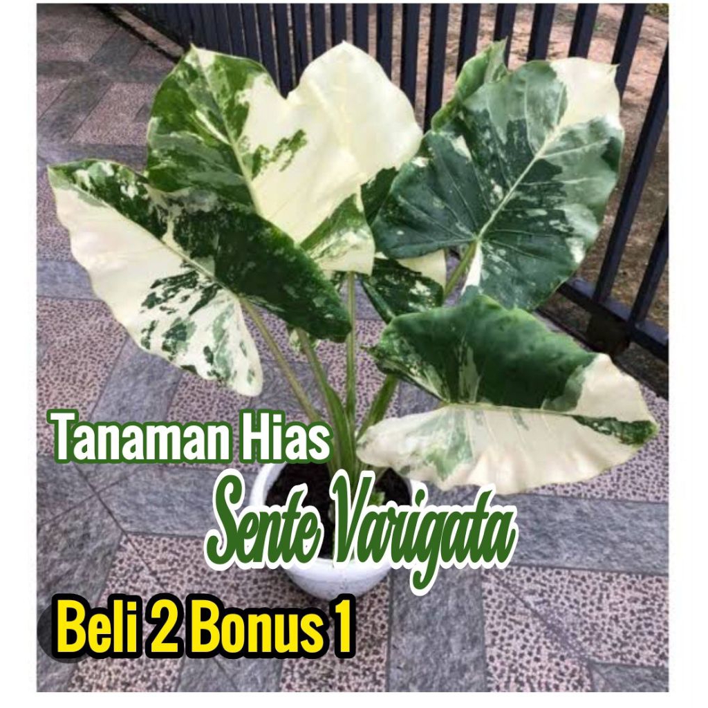 Tanaman Hias Sente Varigata | Lompong Putih