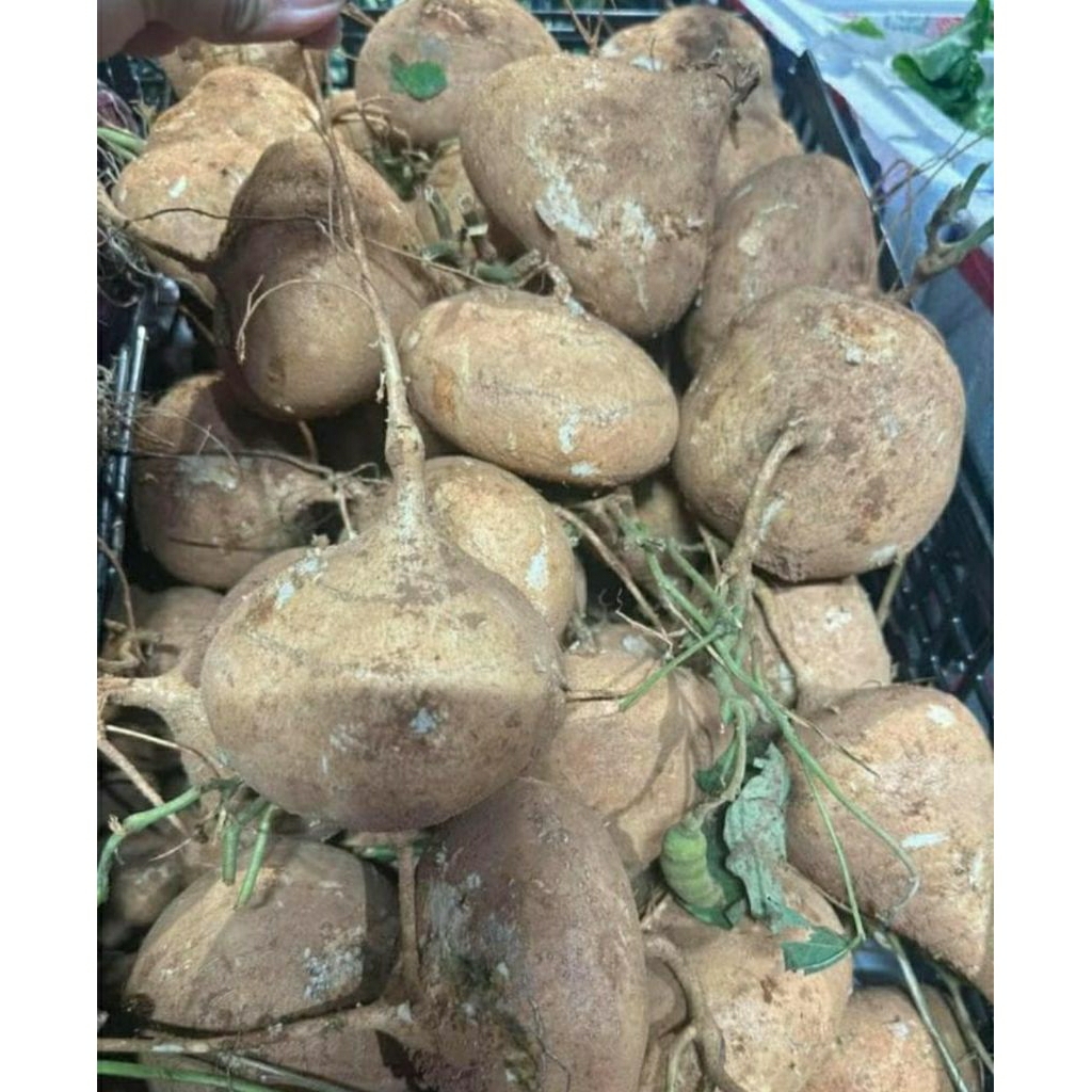 

Bengkuang super 1 kg manis renyah