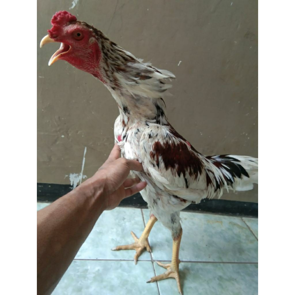 ayam plucker jantan usia 9bulan
