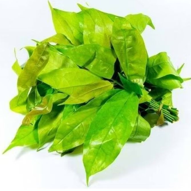 

Daun Mlijo Muda ( 500gram)