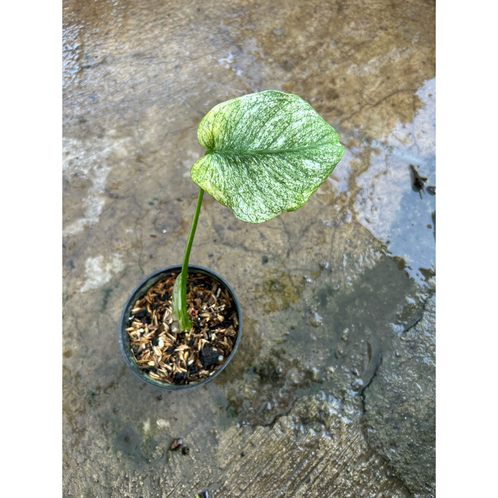 Monstera Deliciosa Silverstar Varigata