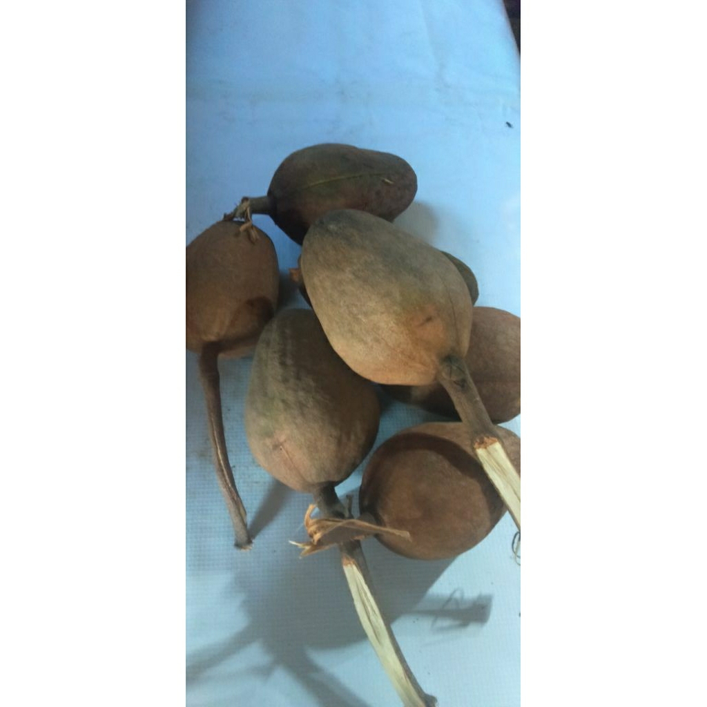 

Buah Mahoni (Swietenia Mahagony)