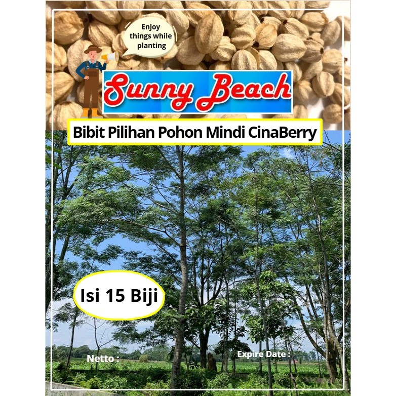 Bibit Pilihan Pohon Mindi CinaBerry | Biji Benih Pohon Mindi Kecil | Pohon Mindi