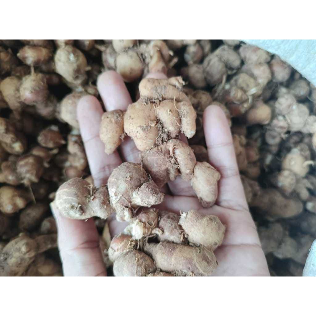 

kencur segar, jual kencur, cikur asli, rempah tradisional, bumbu dapur alami, manfaat kencur