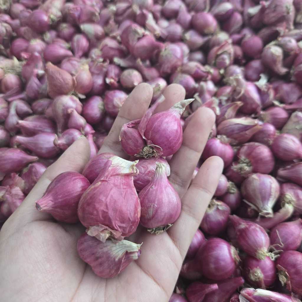 

BAWANG MERAH PROBOLINGGO UKURAN TANGGUNG