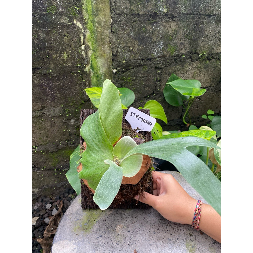 Platycerium Stemaria rawatan pakis