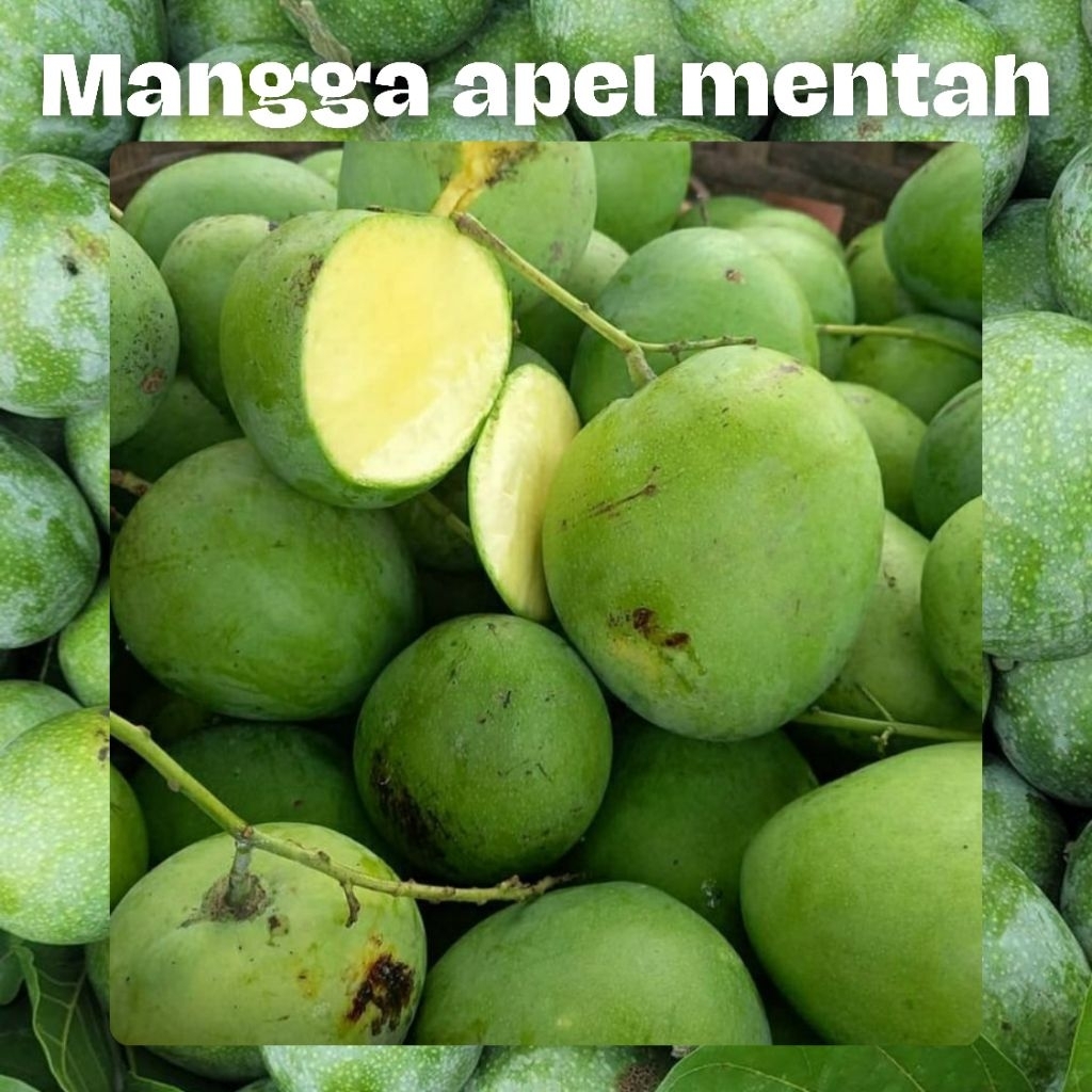 

Buah Mangga Apel buah mangga mentah untuk Rujak Packing pakai keranjang