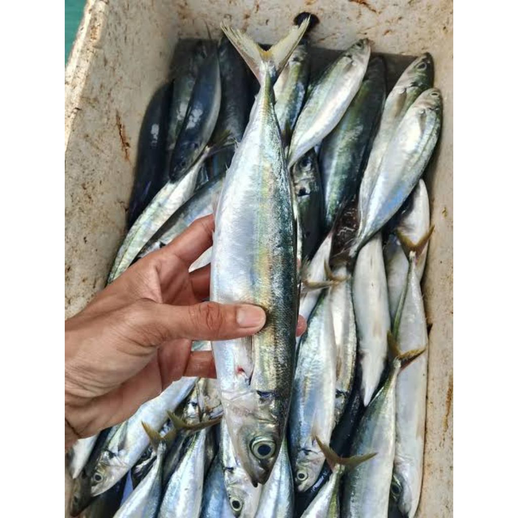 

ikan layang 1kg