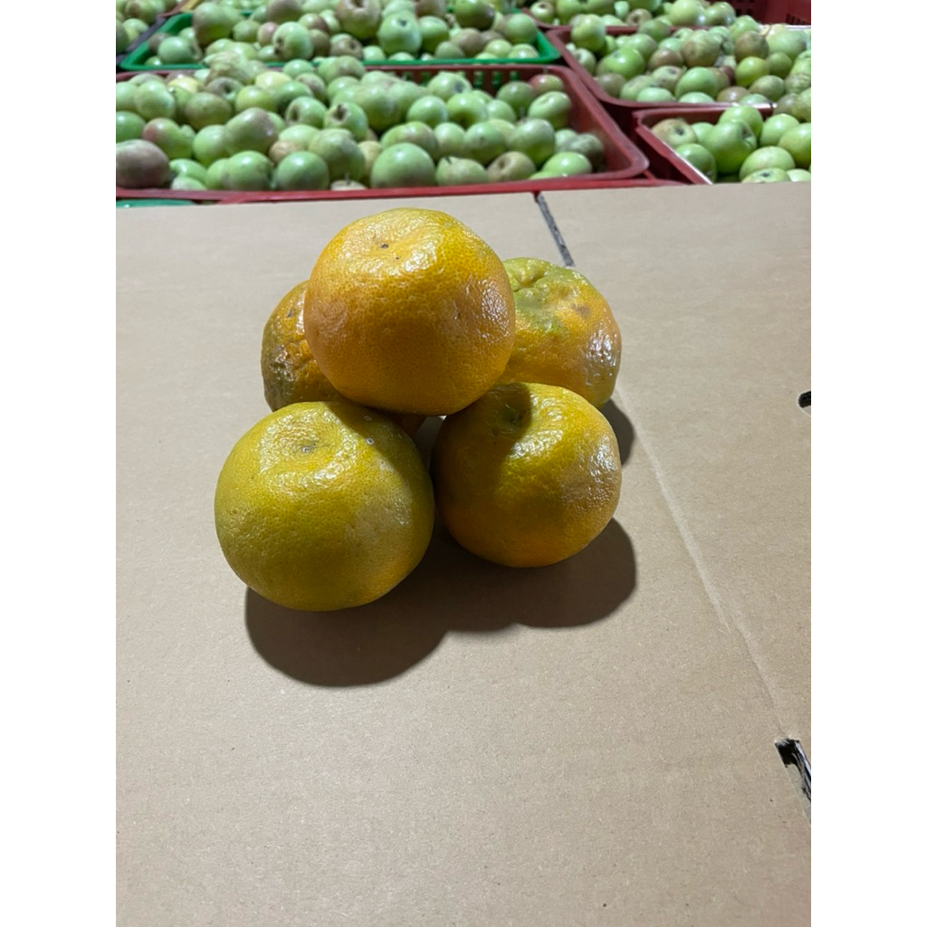 

Jeruk Keprok 55 Malang