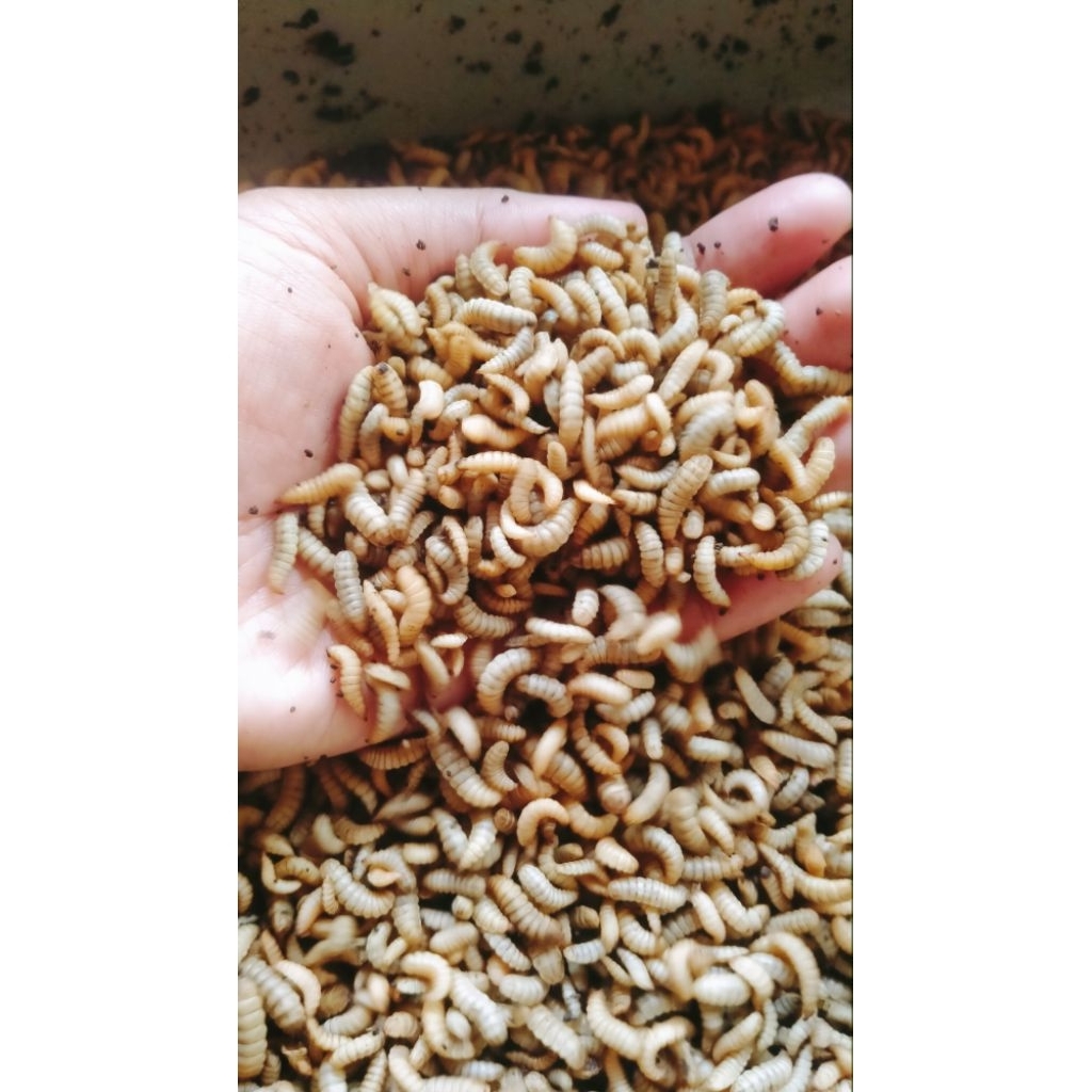 maggot bsf hidup 100gr