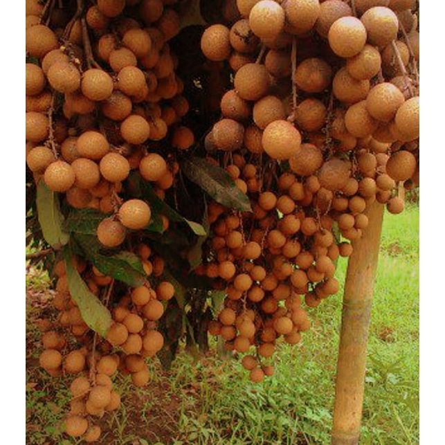 entres kelengkeng itoh - pucuk mata tunas kelengkeng itoh