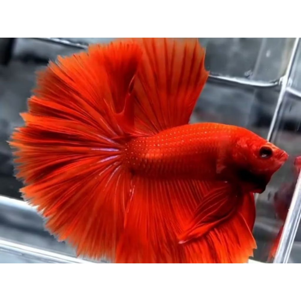 promo cupang hias halfmoon super red