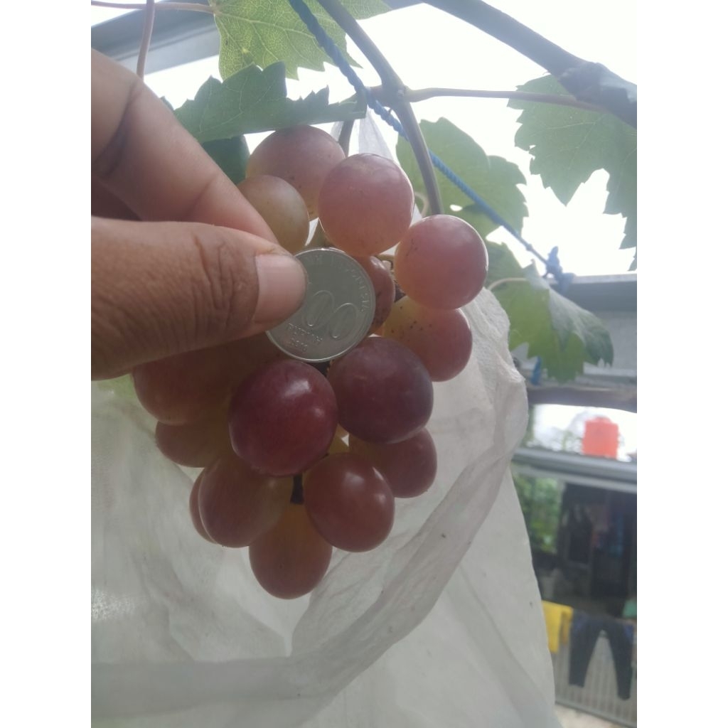 Bibit anggur RS import,cordek,Kober,teleki,iace,dogrid,SO4,milardet