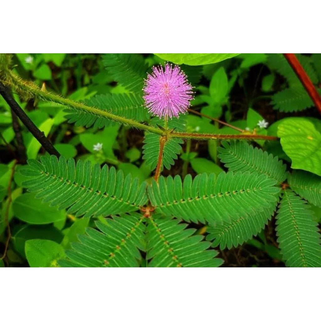 

Daun putri malu segar 250 gram