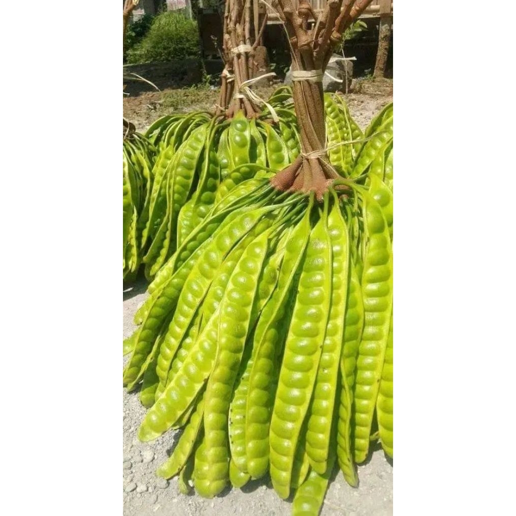 

pete baru petik rsa manis segar per 10 keris lojor