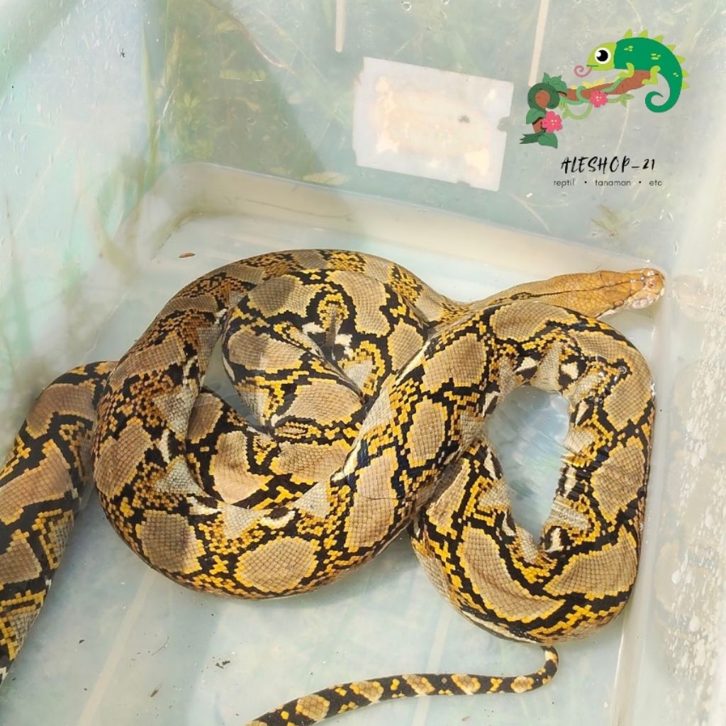 koleksi reticulatus python untuk display UK -+2m murah