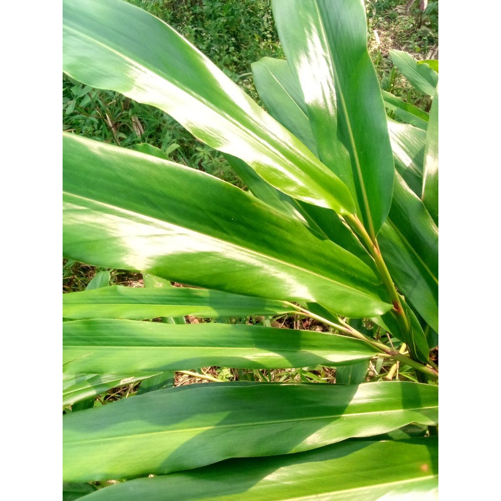 

daun walang bumbu masak harum per 20 lembar