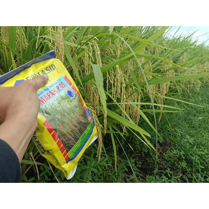 

TERLARIS!! BENIH PADI MAPAN P05 ORIGINAL EXP 06 - 2026