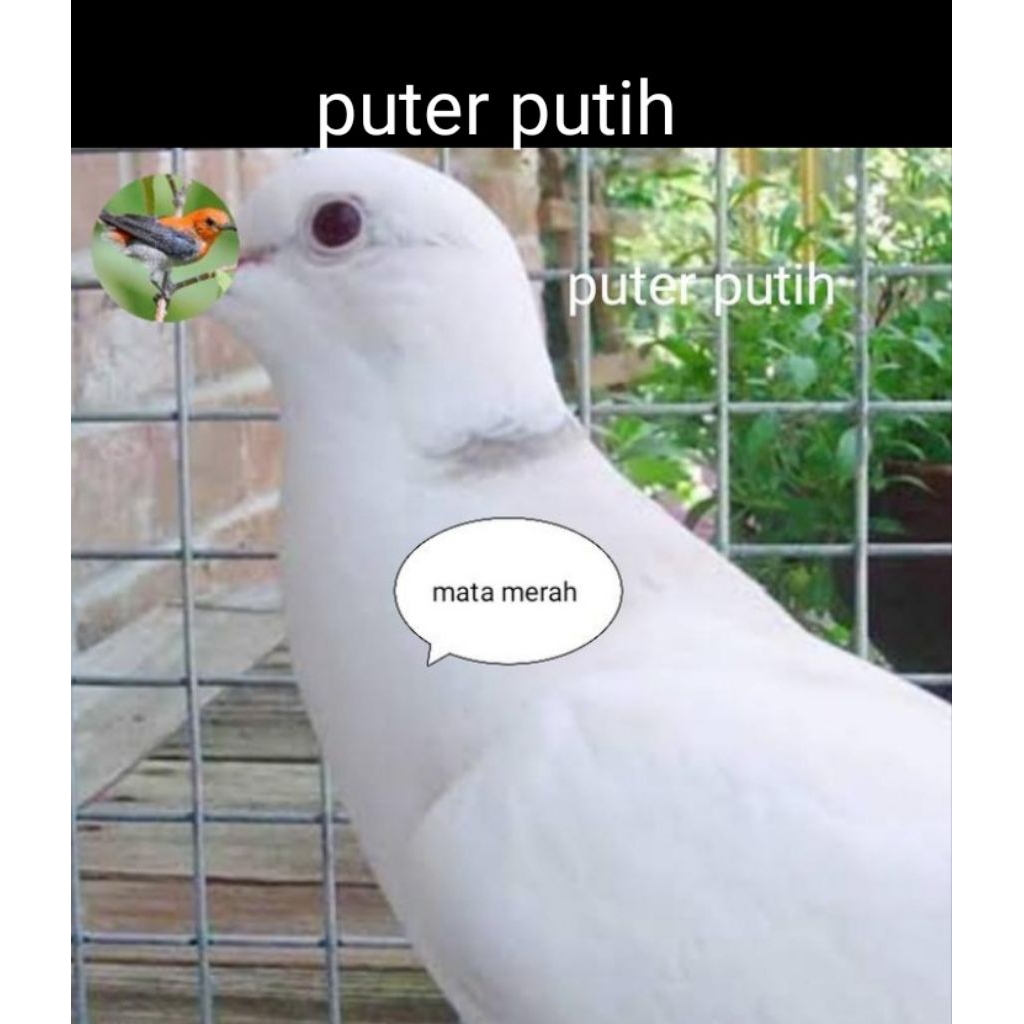 puter putih albino