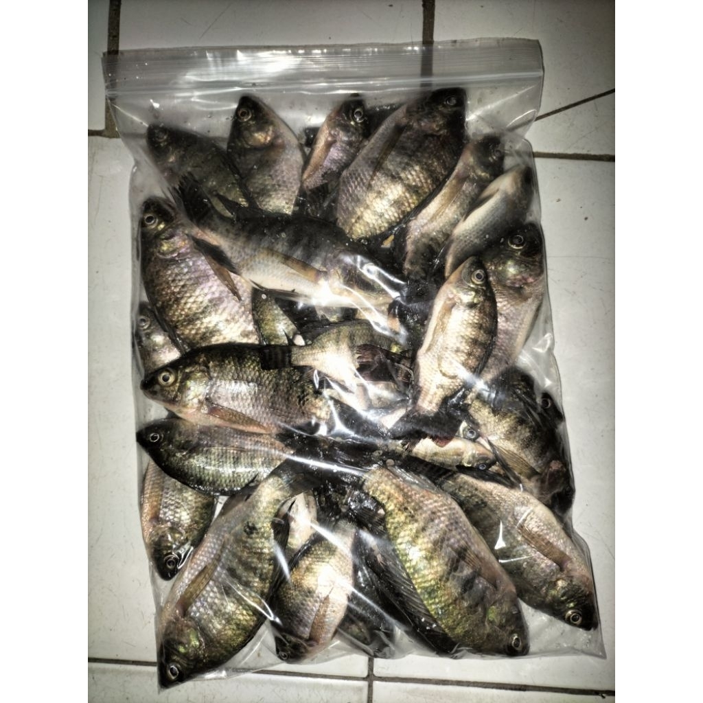 

ikan mujaer beku isi 20 sampai 30 ekor mujaer dari danau rasanya gurih dan enak