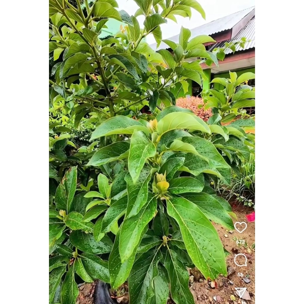 

Daun alpukat segar 250 gr