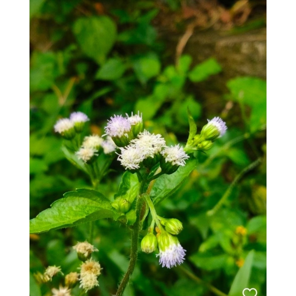 

Daun bandotan segar 500 gr