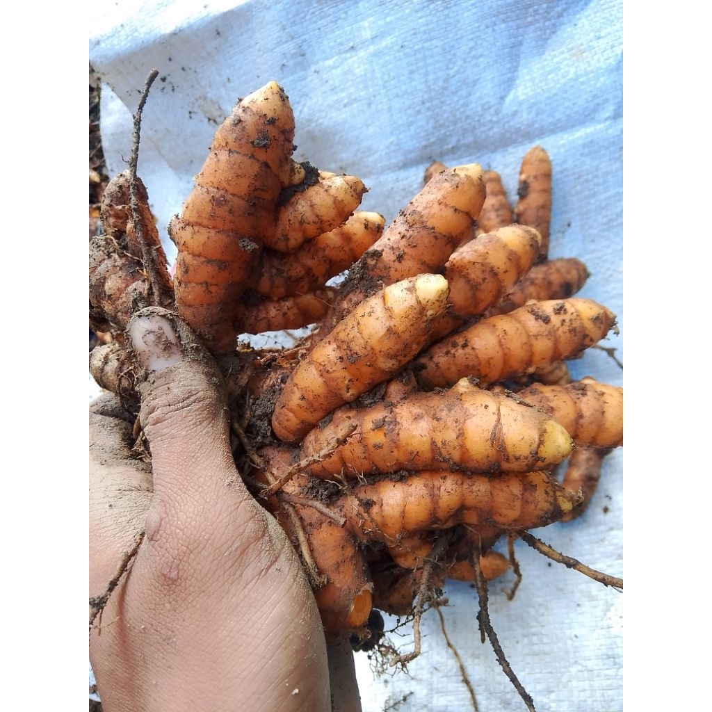 

kunyit,kunir segar 1kg