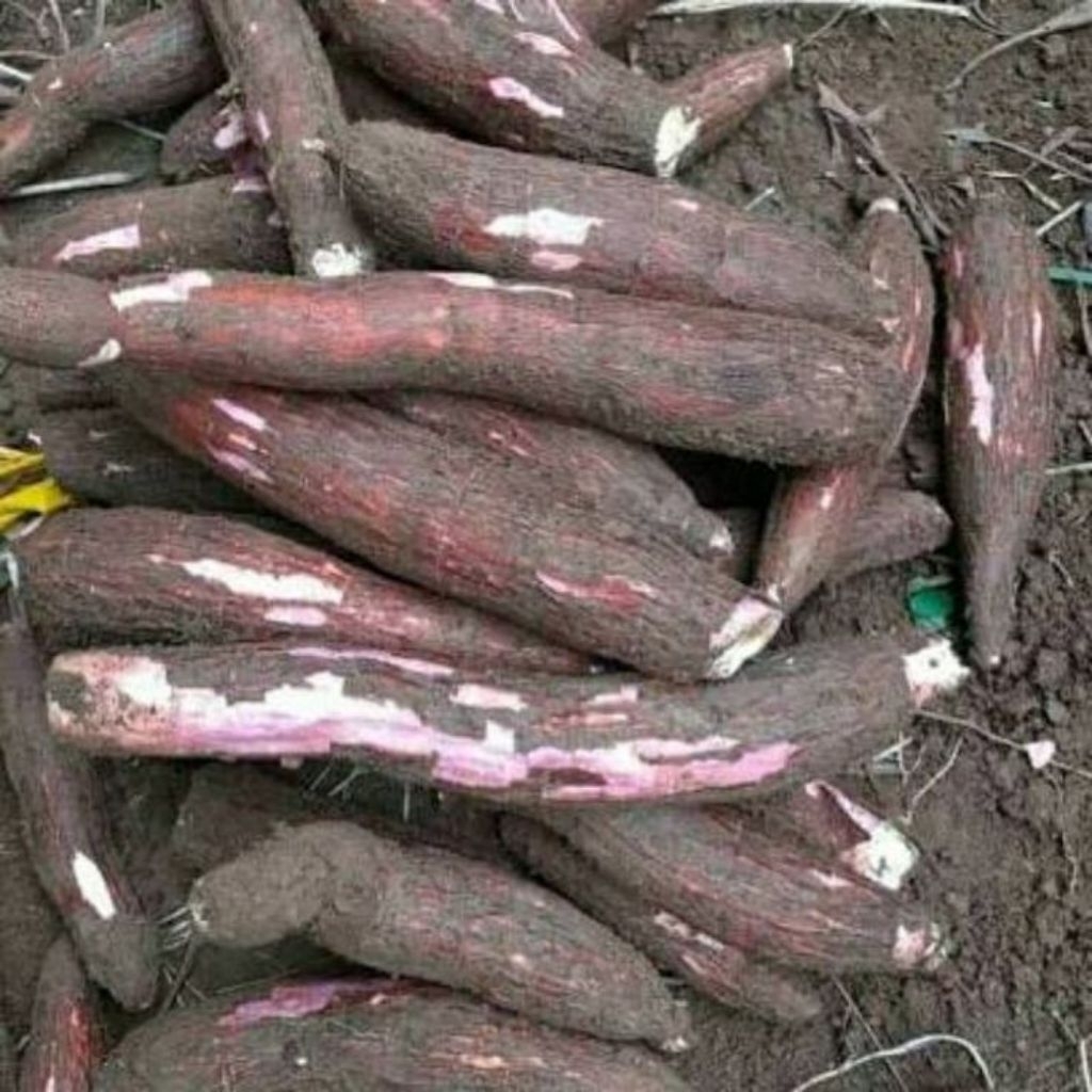 

singkong kulit merah/sampe pulen segar paket CARGO berat 5 kg