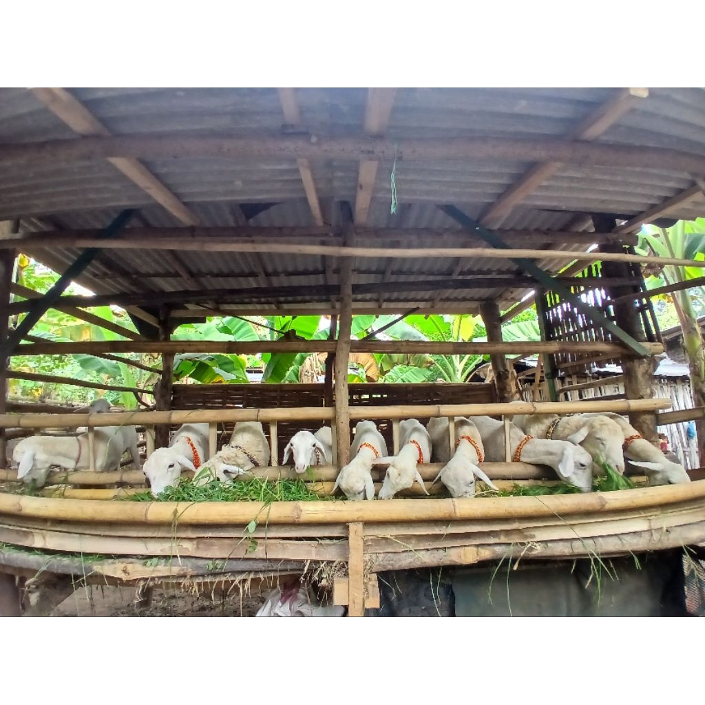 Kalung Kambing
