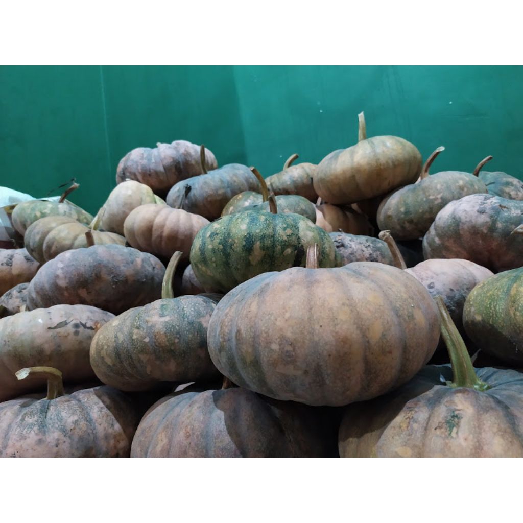 

labu kuning waluh 1buah (-+) 2-3kg