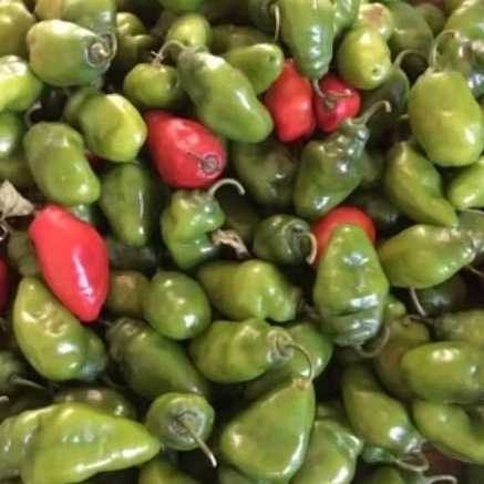 

Cabe Gendot VIRAL 100 gram langsung petik dari kebun