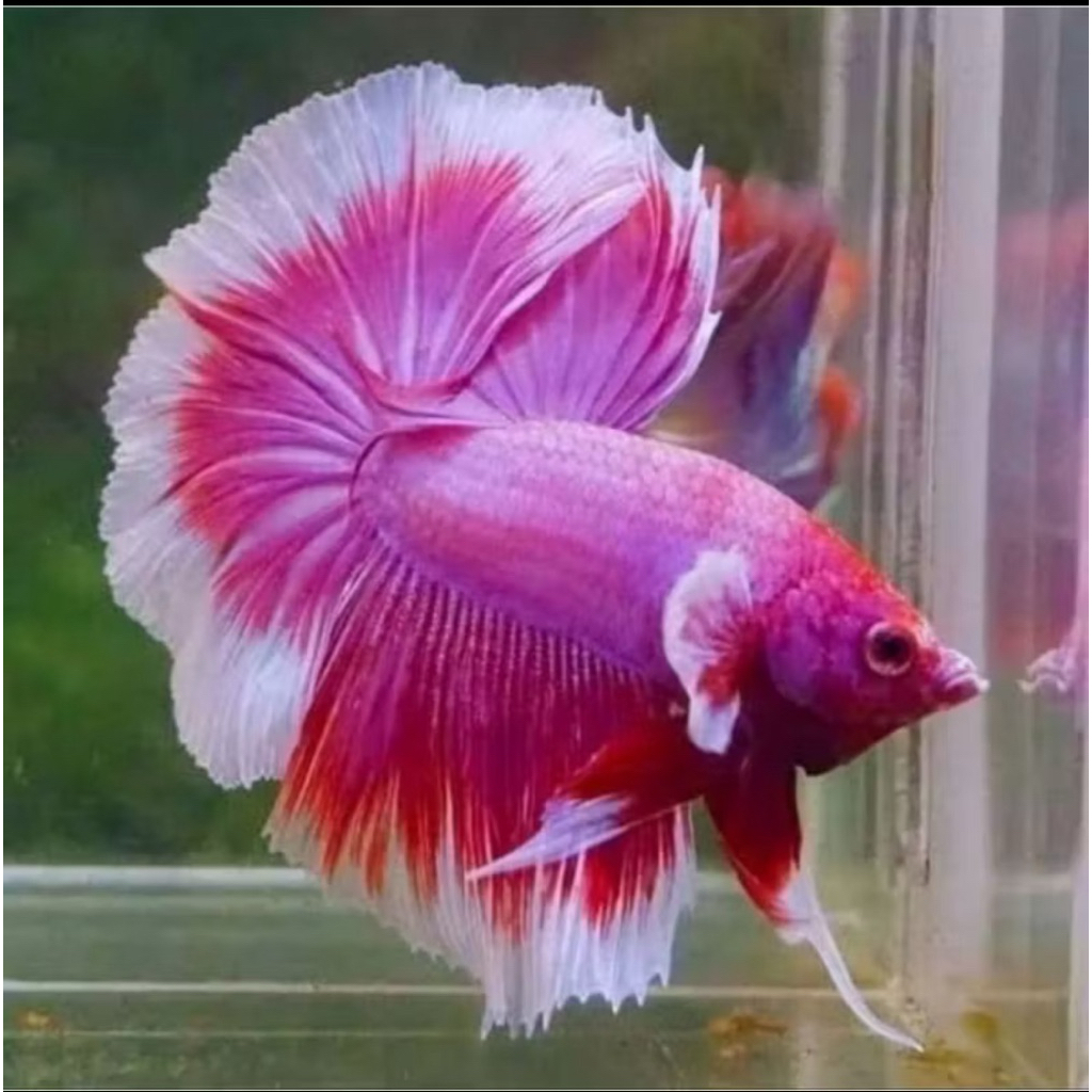 Cupang Halfmoon Big ear ekor lebar