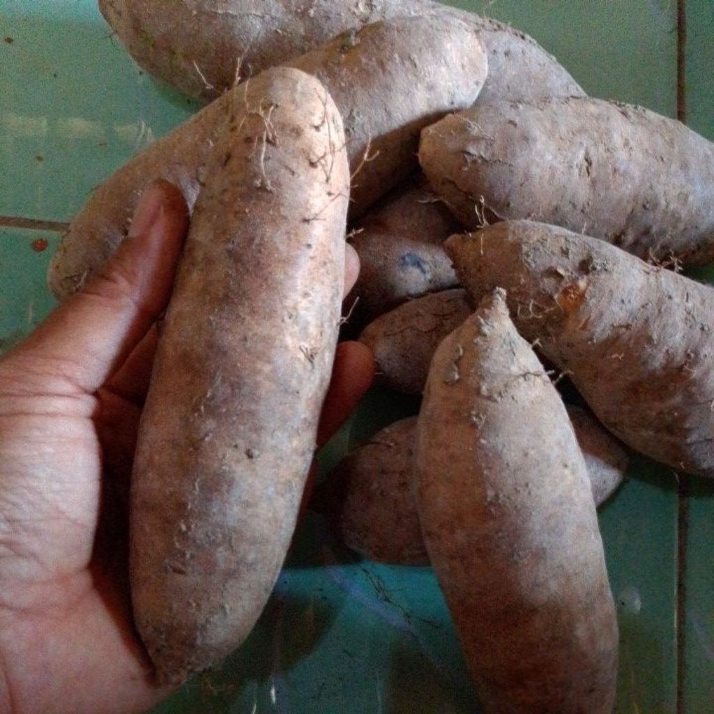 

gembili super,pulen legit manis rendah gula 1kg