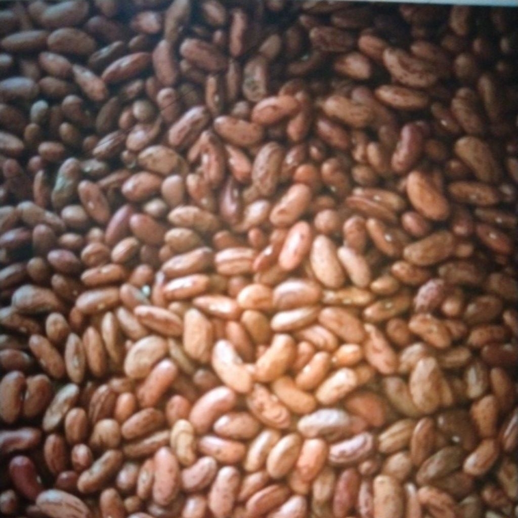 

kacang merah berkwalitas