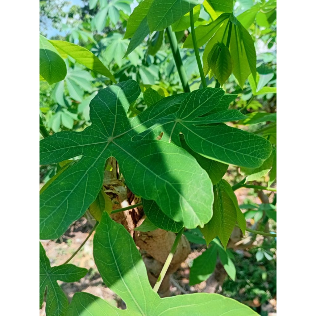 

daun singkong segar 1kg