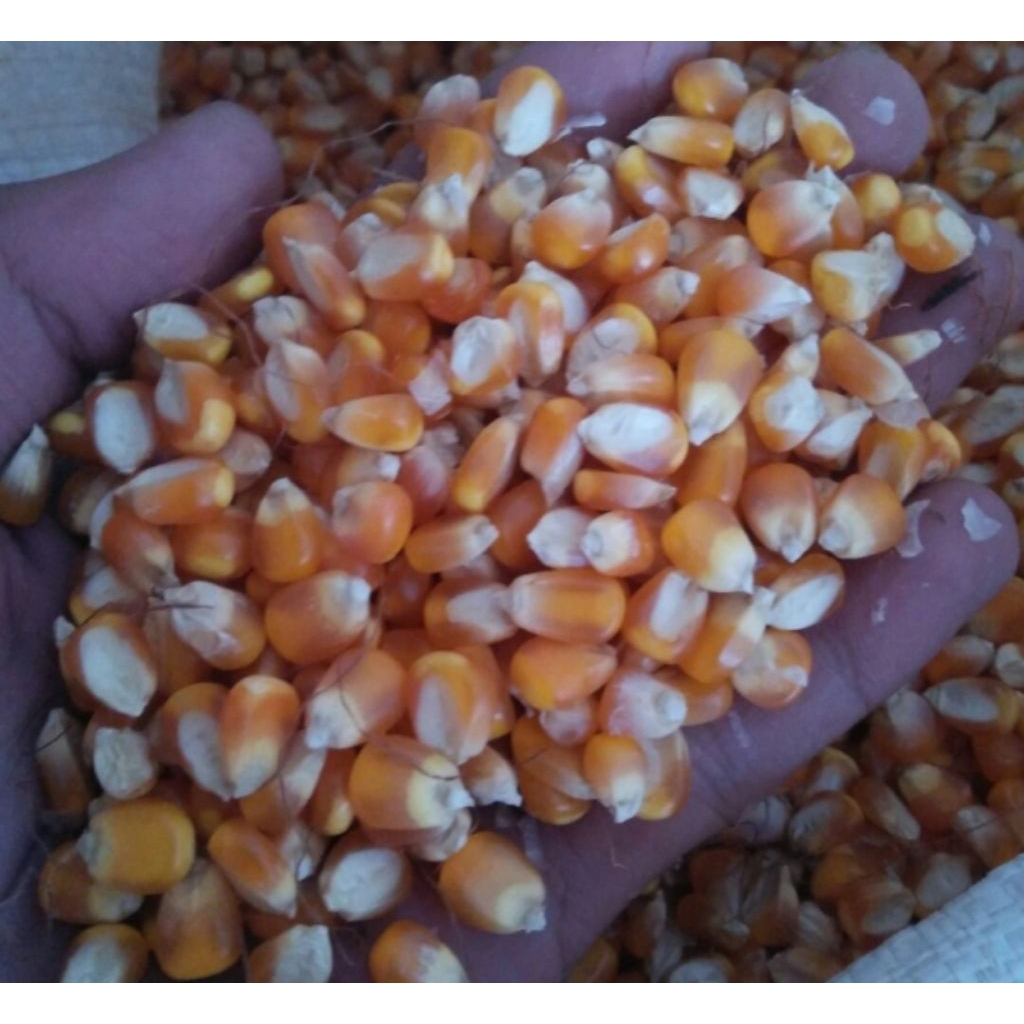 

jagung pipil kering 1kg