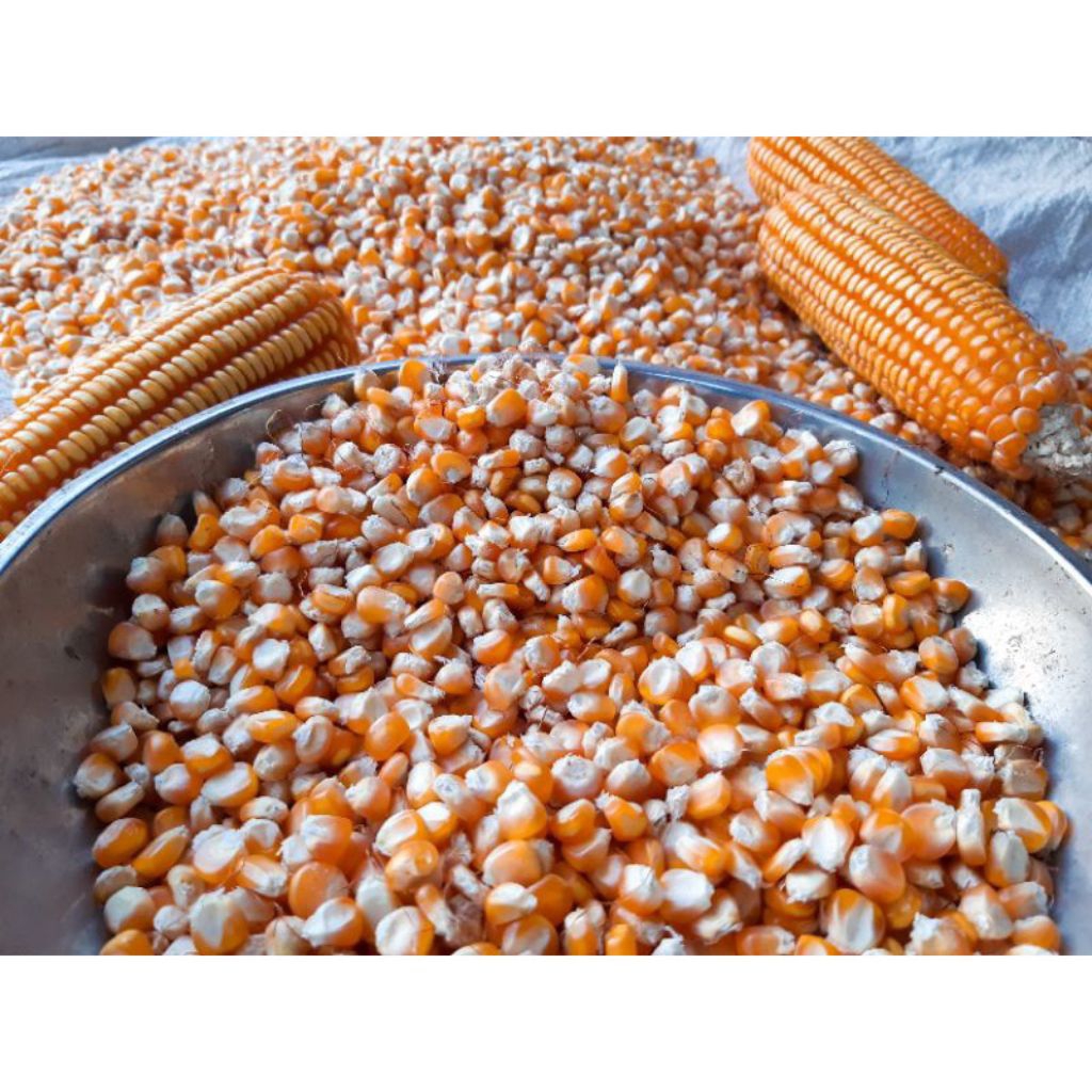 

jagung pipil kering 1kg