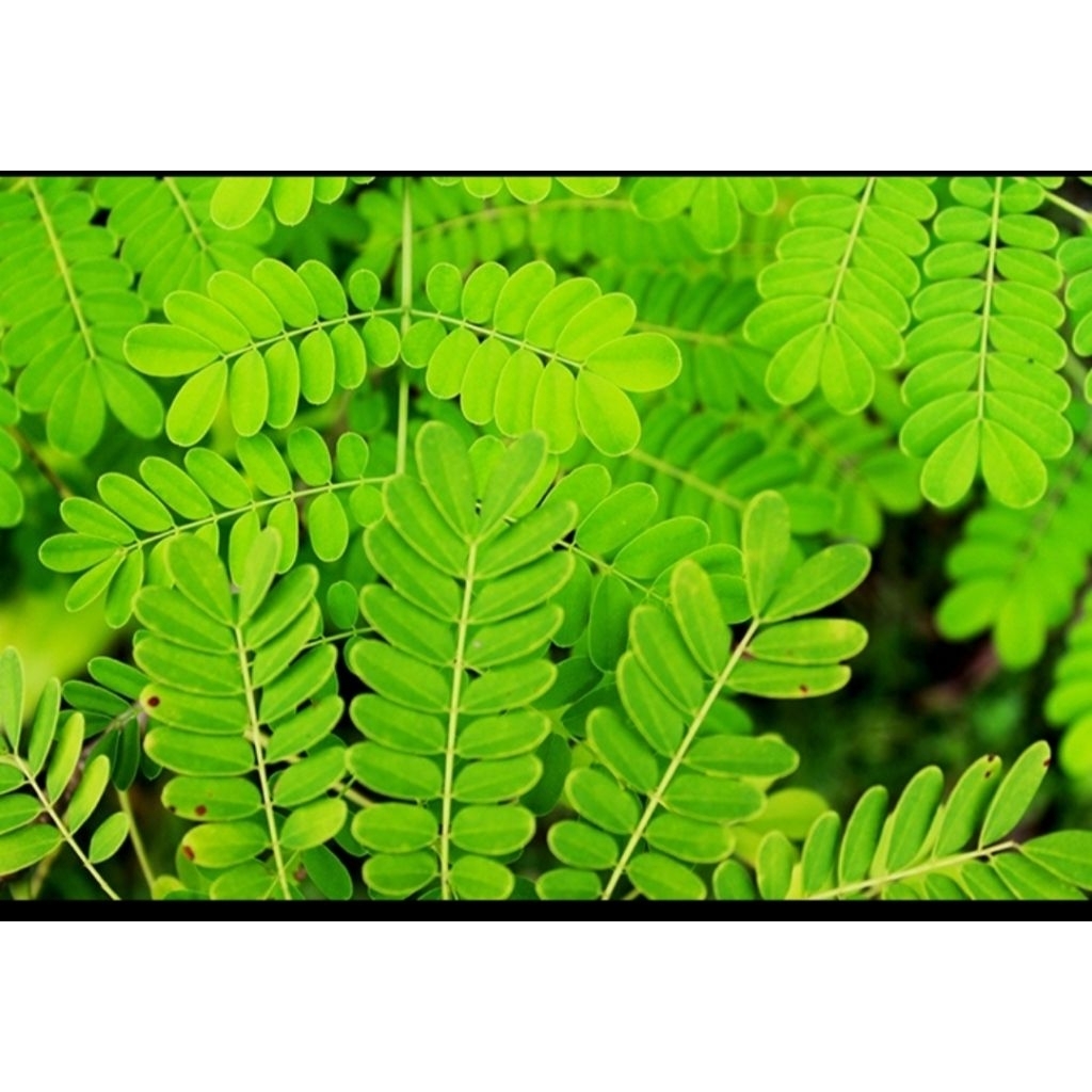 

DAUN SAGA RAMBAT SEGAR