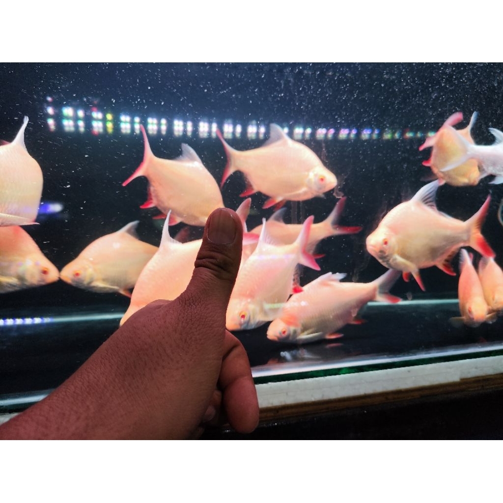 Ikan Hias Kaviat Albino Size 18-20 Cm