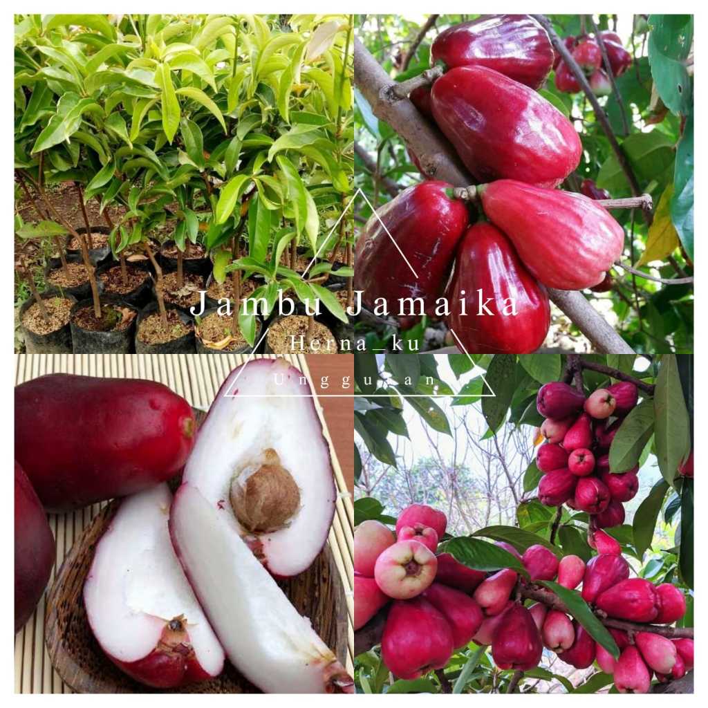 Bibit Jambu JAMAIKA / Jambu BOL Murah