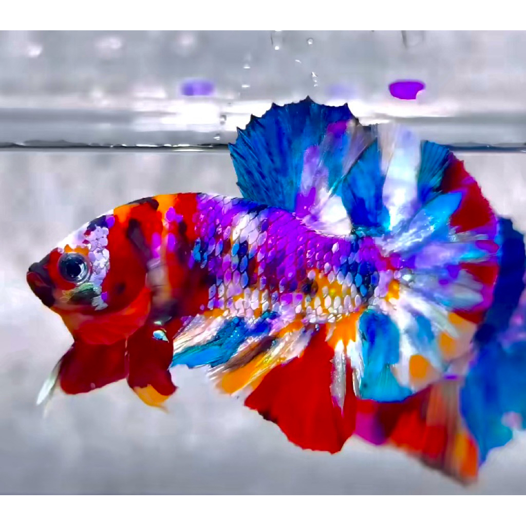 Cupang Multy VIV bagus